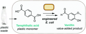 microbial-synthesis-of-vanillin-from-Polyethylene terephthalate-(PET)-waste