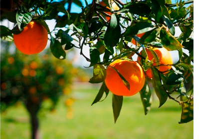 Food factories waste treatment